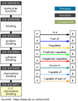 DAG for GO:0019957