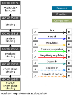 DAG for GO:0019960