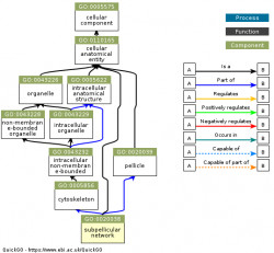 DAG for GO:0020038