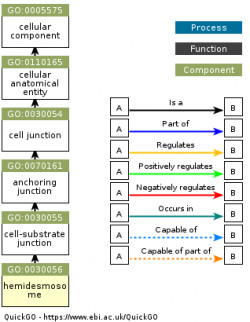 DAG for GO:0030056
