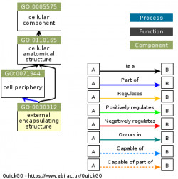 DAG for GO:0030312