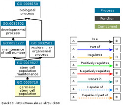 DAG for GO:0030718