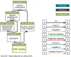 DAG for GO:0031209