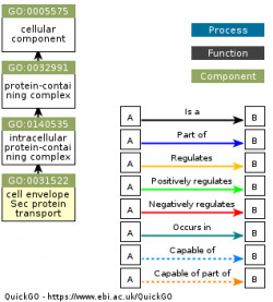 DAG for GO:0031522