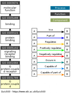 DAG for GO:0031789