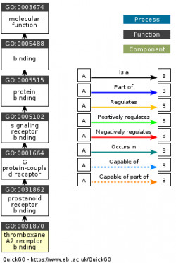 DAG for GO:0031870