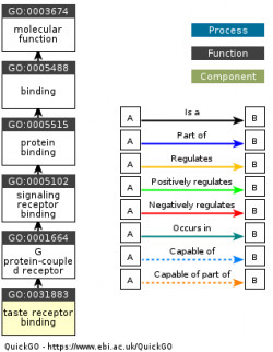 DAG for GO:0031883