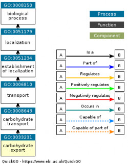 DAG for GO:0033231