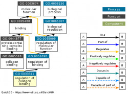 DAG for GO:0033341