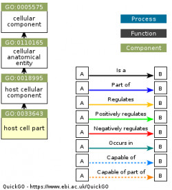 DAG for GO:0033643