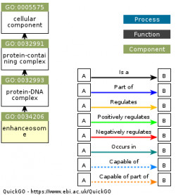 DAG for GO:0034206