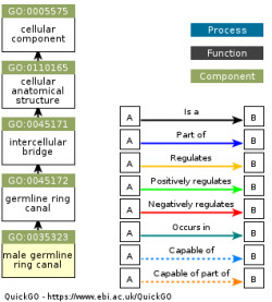 DAG for GO:0035323