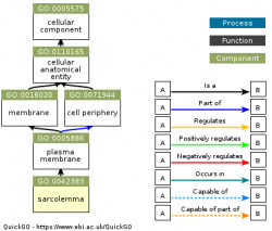 DAG for GO:0042383