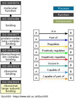 DAG for GO:0043023