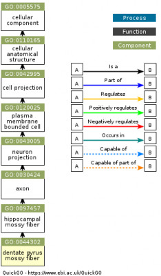 DAG for GO:0044302