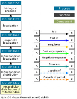 DAG for GO:0048312