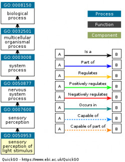 DAG for GO:0050953