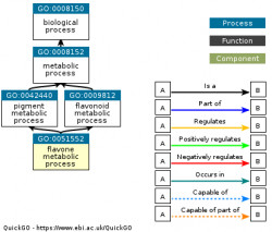 DAG for GO:0051552