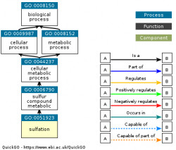 DAG for GO:0051923