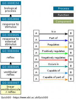 DAG for GO:0060007