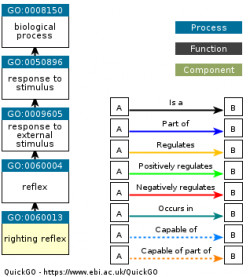 DAG for GO:0060013