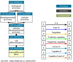 DAG for GO:0060290