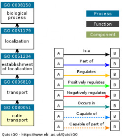 DAG for GO:0080051