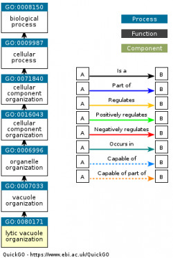 DAG for GO:0080171