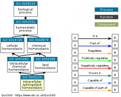 DAG for GO:0090156