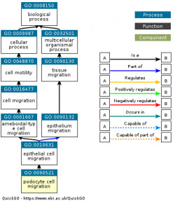 DAG for GO:0090521