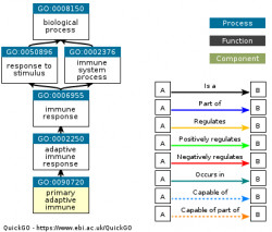 DAG for GO:0090720