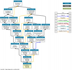 DAG for GO:0100001