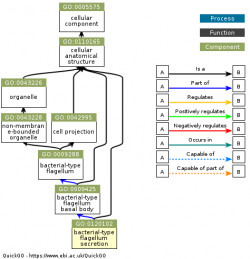 DAG for GO:0120102