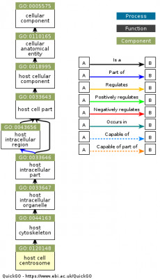 DAG for GO:0120148