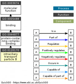 DAG for GO:0120170