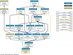 DAG for GO:1900115