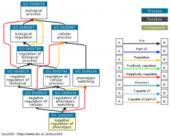 DAG for GO:1900240