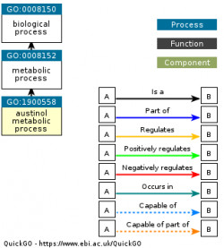 DAG for GO:1900558