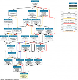 DAG for GO:1901040