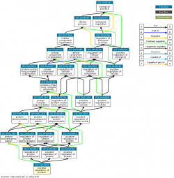 DAG for GO:1901095