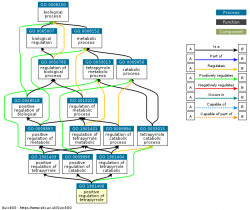 DAG for GO:1901406