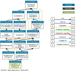 DAG for GO:1901506