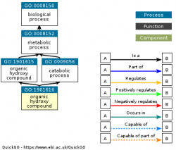 DAG for GO:1901616