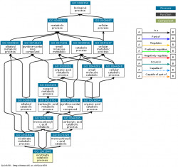 DAG for GO:1901848