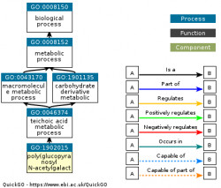 DAG for GO:1902015