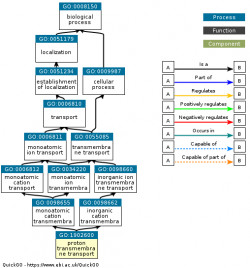 DAG for GO:1902600