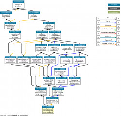 DAG for GO:1902627