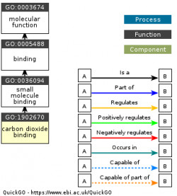 DAG for GO:1902670