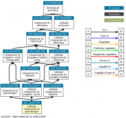 DAG for GO:1902709