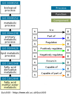 DAG for GO:1902898